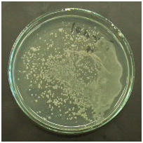 srebro koloidalne a staphylococcus